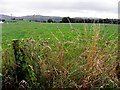 Thistles and long grass, Learden Upper