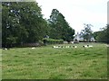 Cattle at West Muir