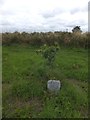 Memorial tree for Diana, Princess of Wales