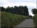 Shelter belt on north of Battens farm