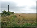 Wheatfield alongside the road from Hemingby