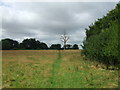 Cross-field path to Oozes Wood near Manuden