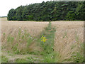 Footpath past Welby Hill Top Farm