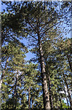 TQ2997 : Pine Trees in Williams Wood, Trent Park, Enfield by Christine Matthews