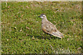NH9903 : Dotterel (Charadrius morinella), west of Cairn Gorm by Mike Pennington