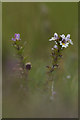 Eyebright (Euphrasia officinalis agg.), Baltasound