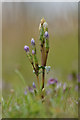 Field Gentian (Gentianella campestris), Baltasound