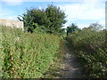 The Saxon Shore Way near Hoo St Werburgh