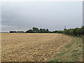 TL6626 : Recently harvested wheat field, near Holt's Farm, Stebbing by Roger Jones