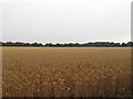 Ripe wheat field near Whitehouse Farm, Stebbing