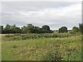 Field and paddocks near Blueitts Farm, Stebbing Bran End