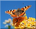 Small Tortoiseshell butterfly (Aglais urticae)