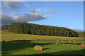 Haybales and forestry at Bellaty, Glen Isla