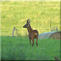 Roe Deer (Capreolus capreolus) buck, Bellaty, Glen Isla