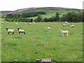 Sheep near Witton Farm