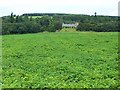 Potato field at Lundie