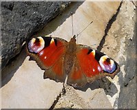 SK4693 : Peacock butterfly on a wall in Dalton Magna by Neil Theasby