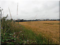 Field of wheat beside the reservoir