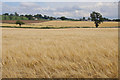 Fields at Byres near Guildtown