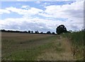 Arable field with ripening wheat