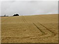 NO4234 : Barley, Middleton by Richard Webb
