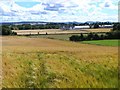 Barley field on the eastern edge of Alyth