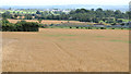 J1560 : Barley field, Moira by Albert Bridge