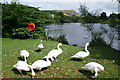 Swans at the University of Stirling