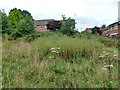 Small area of rough grassland,  Maidenbower, Crawley