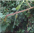 Southern hawker on a bramble