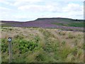NU0821 : Looking across the bracken and heather from Tick Law by Russel Wills