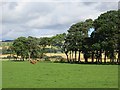 Grass field, Lour