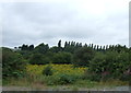 Woodland beside the railway, Trowell Junction