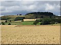 Wheat, Dunnichen