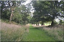 T2487 : Oak tree lined walk by Stephen Darlington