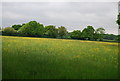 Fields north of Outwood