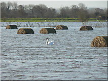 ST4045 : Swan on Tealham Moor in winter flooding by Edwin Graham