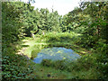 Pond, Wild Garden, Buchan Country Park