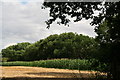 Wheat stubble and a maize crop