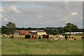 Cattle in front of Fox Covert Farm