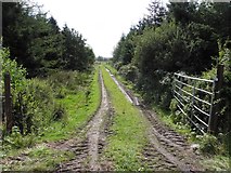 H1916 : Muddy lane, Gowlagh by Kenneth  Allen