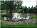 Pond With Geese