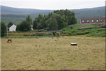 NH9013 : Field between the railways at Dalfaber, Aviemore by Mike Pennington