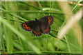 Scotch Argus (Erebia aethiops), Tullochgrue, Coylumbridge