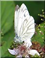 A small white butterfly on brambles