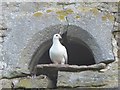 NY9457 : Dove at Dukesfield Hall by Mike Quinn