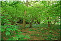 Bluebells in the wood