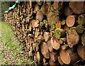 Log pile, Buckland Wood