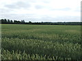 Field Of Wheat