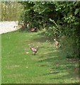 Partridges, Uppark House